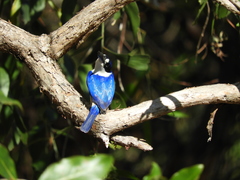 Todiramphus macleayii macleayii