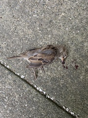Passer domesticus