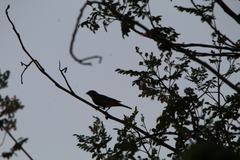 Haemorhous mexicanus