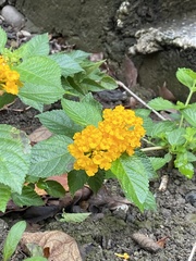 Lantana camara
