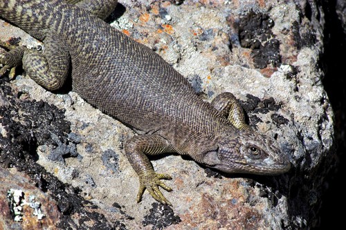 Liolaemus petrophilus