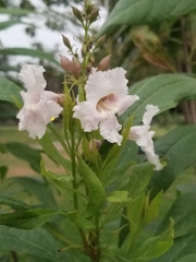 × chitalpa tashkentensis