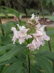 × chitalpa tashkentensis