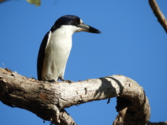 Todiramphus macleayii macleayii