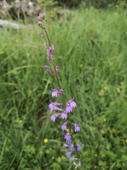 Lobelia urens