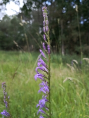 Lobelia urens