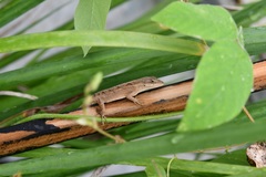 Anolis anisolepis
