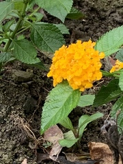 Lantana