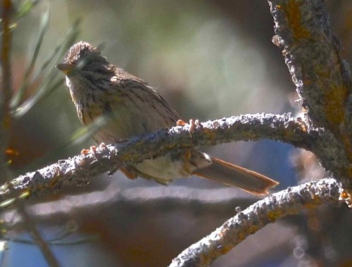 iNaturalist observation photo of Lincoln's Sparrow