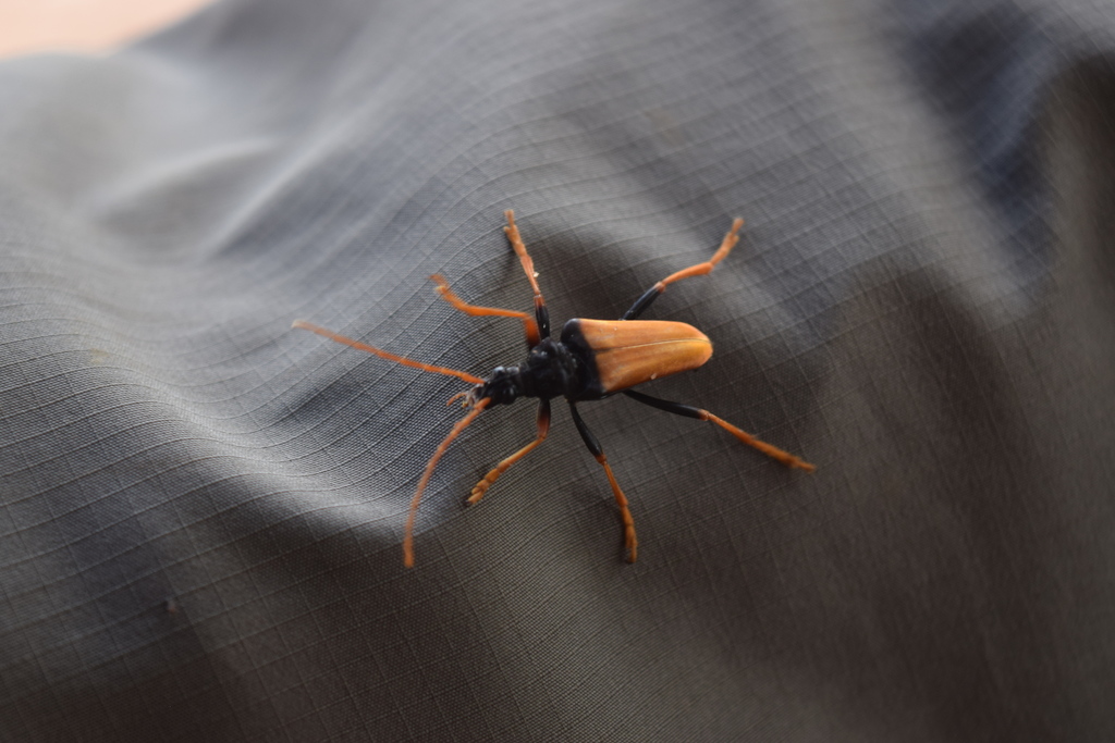Mastododera