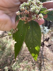 Seringia arborescens