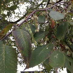 Ulmus serotina