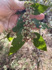 Seringia arborescens