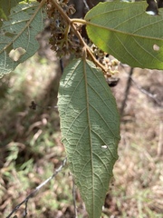 Seringia arborescens