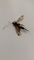 Echthromorpha intricatoria