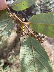 Seringia arborescens
