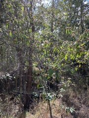 Seringia arborescens
