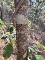 Seringia arborescens