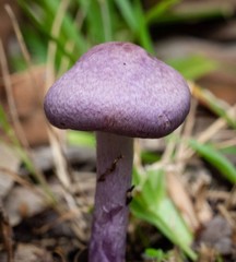 Inocybe violaceocaulis