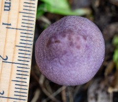Inocybe violaceocaulis