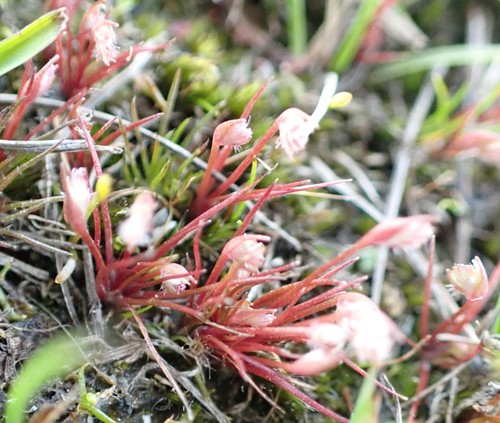 Aphelia gracilis (Aphelia gracilis)