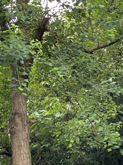 Triadica sebifera