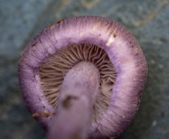 Inocybe violaceocaulis