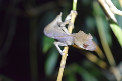 Uroplatus phantasticus
