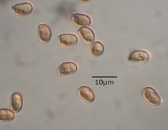 Inocybe violaceocaulis