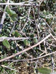 Castela erecta
