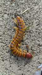 Scolopendra alternans