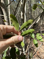 Cupaniopsis parvifolia