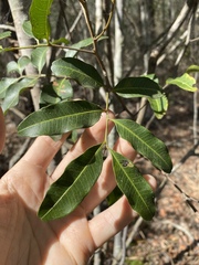 Cupaniopsis parvifolia