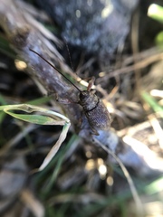 Curculio proboscideus