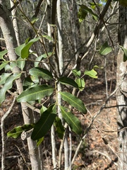 Cupaniopsis parvifolia