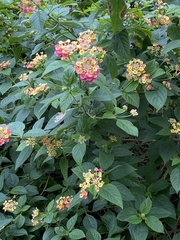 Lantana camara