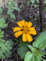 Dyssodia decipiens