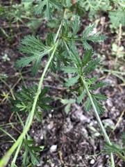 Dyssodia decipiens