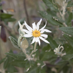 Olearia pannosa