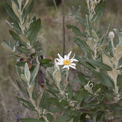 Olearia pannosa