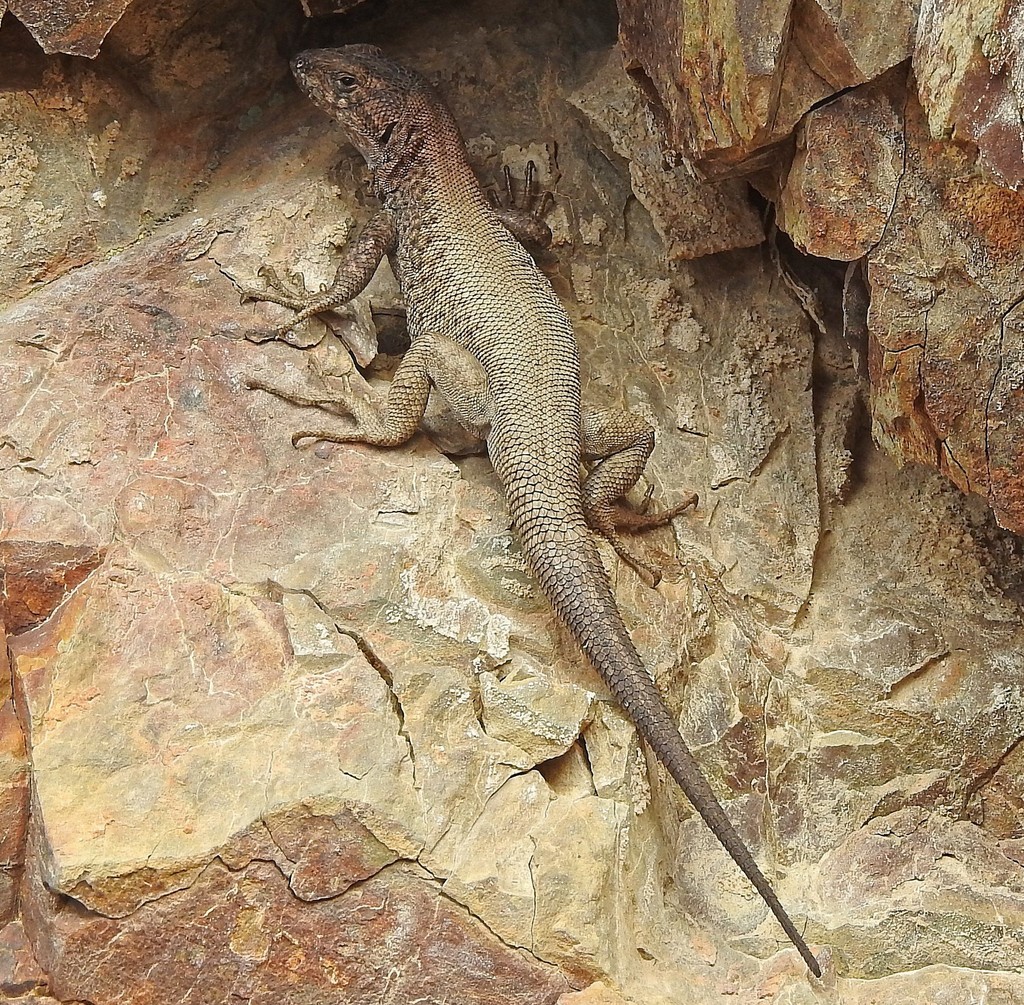 Liolaemus dicktracyi