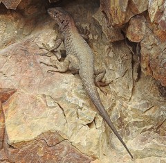 Liolaemus dicktracyi