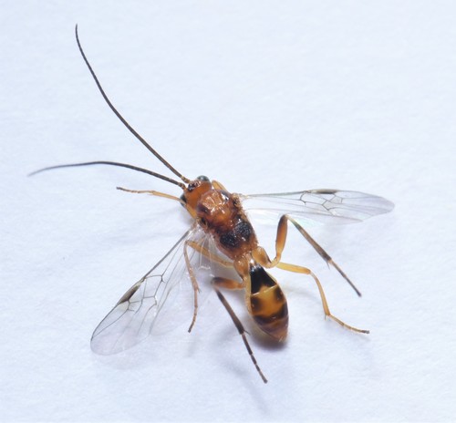 Meteorus Meteorus versicolor · iNaturalist
