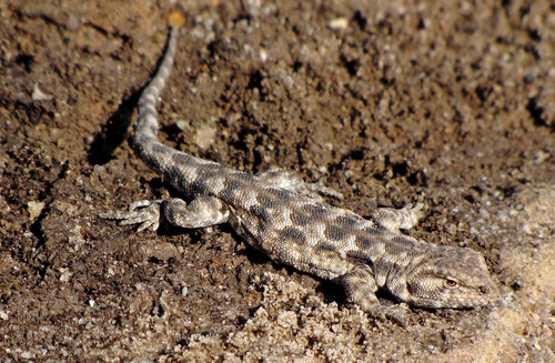 Liolaemus ditadai