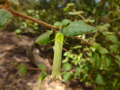 Correa aemula