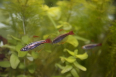 White Cloud Mountain Minnow photo 5