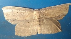 Phalacra vidhisara