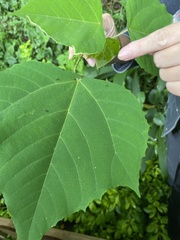 Mallotus paniculatus