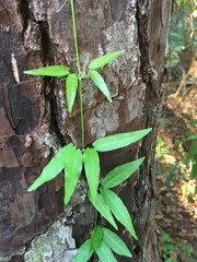 Bignonieae