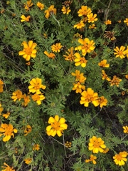 Dyssodia decipiens
